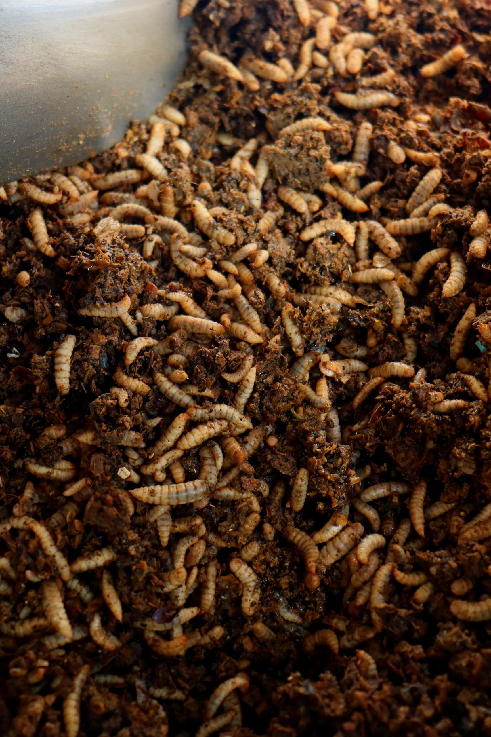 Larvas de mosca soldado negra
