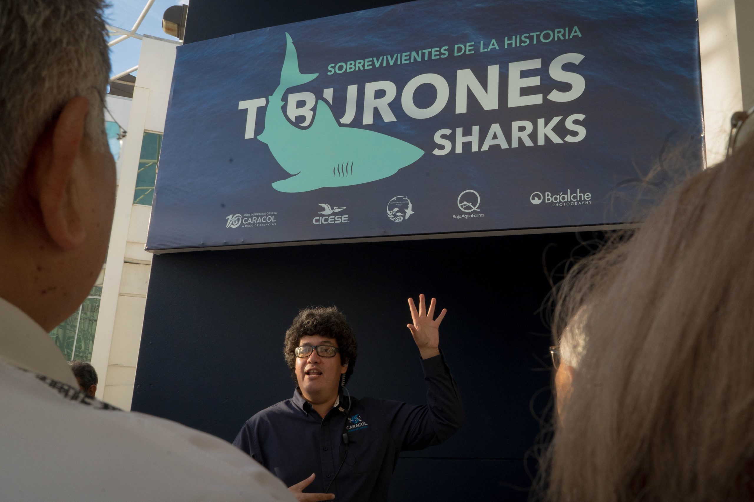 Exposición_Tiburones _Sobrevivientes de la historia-11
