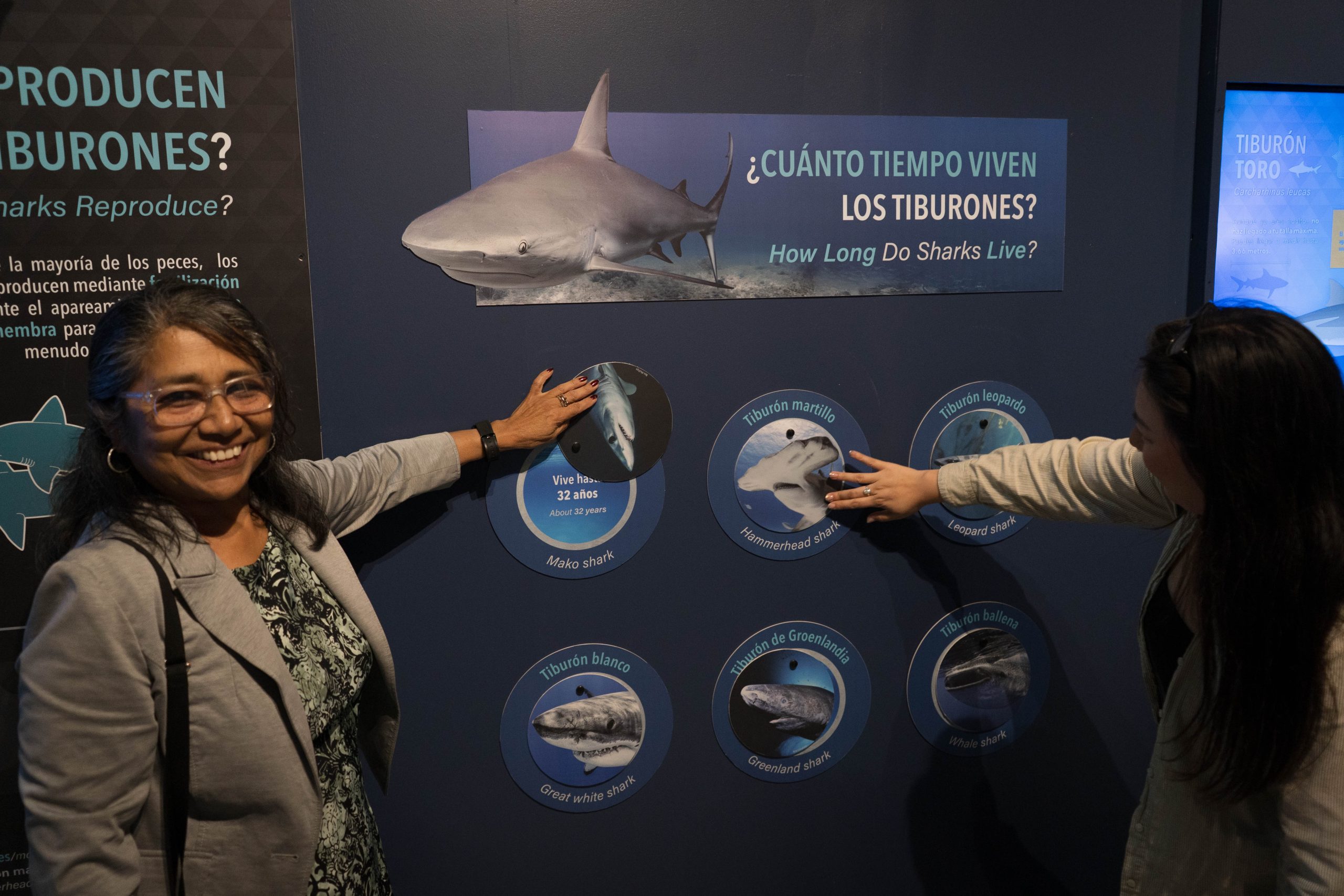 Exposición_Tiburones _Sobrevivientes de la historia-18